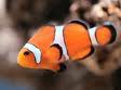 Clownfish