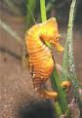 SEA HORSE